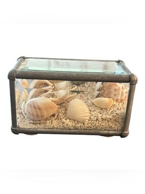 Beveled Glass Display Box with Florida Seashells
